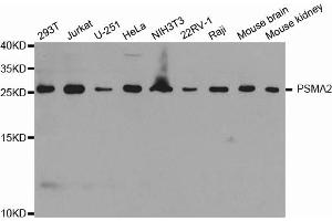 Western blot analysis of extracts of various cell lines, using PSMA2 antibody (ABIN6293072) at 1:1000 dilution. (PSMA2 抗体)