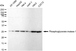 Western blotting analysis using Phosphoglycerate mutase 1 antibody (ABIN7799811). (Recombinant PGAM1 抗体)