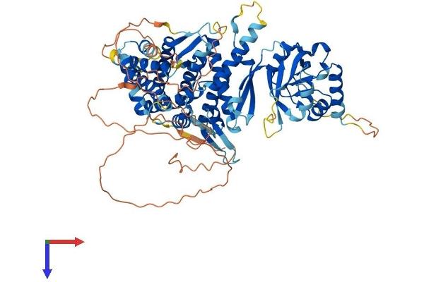BBS12 Protein (AA 1-710) (His tag)