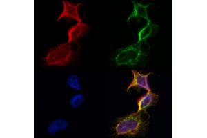 ABIN6260856 and ABIN6273101 staining Hela by IF/ICC. (CKMT1 抗体  (N-Term))