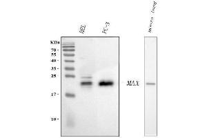 Western blot analysis of MAX using anti-MAX antibody (ABIN5692891). (MAX 抗体  (AA 30-106))