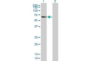 Western Blot analysis of ACSM5 expression in transfected 293T cell line by ACSM5 MaxPab polyclonal antibody. (ACSM5 抗体  (AA 1-579))