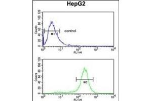 STL Antibody (ABIN652294 and ABIN2841296) flow cytometric analysis of HepG2 cells (bottom histogram) compared to a negative control cell (top histogram). (MASTL 抗体)