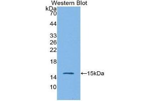 Western Blotting (WB) image for anti-Interleukin 4 (IL4) (AA 26-147) antibody (ABIN1859427) (IL-4 抗体  (AA 26-147))