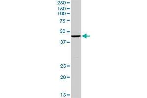 TCEA3 MaxPab rabbit polyclonal antibody. (TCEA3 抗体  (AA 1-348))