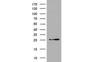 Image no. 2 for anti-Proteasome Subunit alpha 2 (PSMA2) (AA 50-234) antibody (ABIN1491567) (PSMA2 抗体  (AA 50-234))