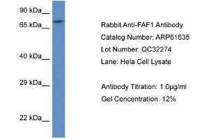 Western Blotting (WB) image for anti-Fas (TNFRSF6) Associated Factor 1 (FAF1) (C-Term) antibody (ABIN2788857) (FAF1 抗体  (C-Term))