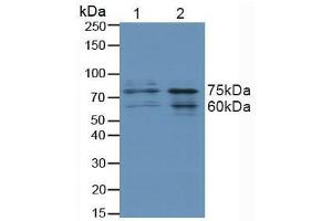 Western blot analysis of (1) Human HeLa cells and (2) Human 293T Cells. (FOXO3 抗体  (AA 369-633))