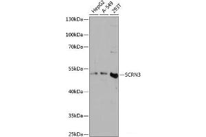 Western blot analysis of extracts of various cell lines using SCRN3 Polyclonal Antibody at dilution of 1:3000. (Secernin 3 抗体)