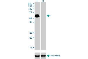 Western blot analysis of SP100 over-expressed 293 cell line, cotransfected with SP100 Validated Chimera RNAi (Lane 2) or non-transfected control (Lane 1). (SP100 抗体  (AA 1-98))