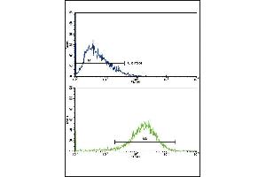 Flow cytometric analysis of HepG2 cells using EHHADH Antibody (C-term)(bottom histogram) compared to a negative control cell (top histogram). (EHHADH 抗体  (C-Term))