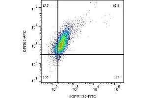 Multicolor flow cytometry with GPR132 and GPR68Human  monocytic leukemia cell line was labeled by adding Anti-Human GPR132/G2A (extracellular)-FITC Antibody (ABIN7237643, ABIN7316594, ABIN7316595, ABIN7316596 and ABIN7316597), (5 μg) and Anti-GPR68 (OGR1) (extracellular)-APC Antibody (ABIN7582036), (5 μg). (G Protein-Coupled Receptor 132 抗体  (Extracellular) (FITC))