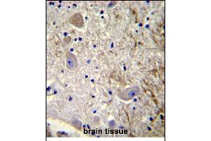 GEL2 Antibody (C-term) (ABIN390122 and ABIN2840629) immunohistochemistry analysis in forlin fixed and paraffin embedded hun brain tissue followed by peroxidase conjugation of the secondary antibody and DAB staining. (MAGE-Like 2 抗体  (C-Term))