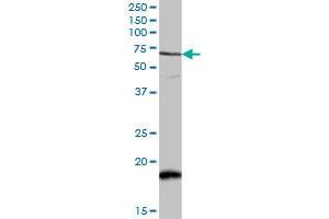 CAMKK2 MaxPab rabbit polyclonal antibody. (CAMKK2 抗体  (AA 1-541))