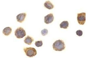 Immunocytochemistry of SIRP alpha in THP-1 cells with this product at 1 μg/ml. (SIRPA 抗体  (C-Term))