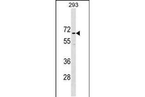 Western blot analysis in 293 cell line lysates (35ug/lane). (CCDC151 抗体  (N-Term))