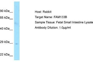 Host: RabbitTarget Name: FAM133BAntibody Dilution: 1. (FAM133B 抗体  (C-Term))