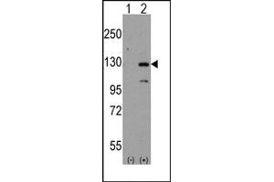 Image no. 1 for anti-Dishevelled Associated Activator of Morphogenesis 1 (DAAM1) (N-Term) antibody (ABIN357855) (DAAM1 抗体  (N-Term))