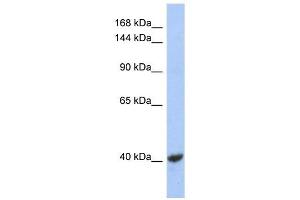 KCNQ2 antibody used at 1 ug/ml to detect target protein. (KCNQ2 抗体  (Middle Region))