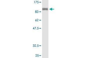Western Blot analysis of NELL1 recombinant protein (H00004745-P01) by NELL1 purified MaxPab mouse polyclonal antibody. (NELL1 抗体  (AA 1-810))