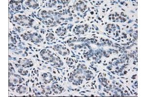 Image no. 1 for anti-Protein Phosphatase 5, Catalytic Subunit (PPP5C) antibody (ABIN1500389) (PP5 抗体)