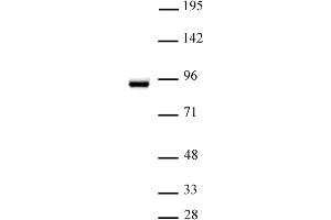 STAT5A antibody (pAb) tested by Western blot. (STAT5A 抗体  (C-Term))