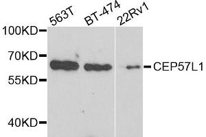 Western blot analysis of extract of various cells, using CEP57L1 antibody. (CEP57L1 抗体)