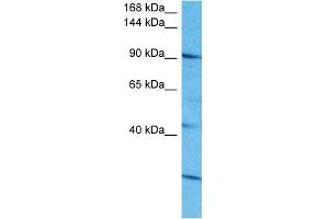 Host:  Rabbit  Target Name:  SALL4  Sample Tissue:  Human 721_B Whole Cell  Antibody Dilution:  1ug/ml (SALL4 抗体  (N-Term))