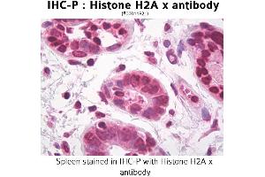 Image no. 1 for anti-H2A Histone Family, Member X (H2AFX) antibody (ABIN1735447) (H2AFX 抗体)