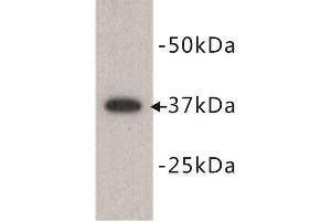 Western Blotting (WB) image for anti-Developmental Pluripotency Associated 2 (DPPA2) (N-Term) antibody (ABIN1854881) (DPPA2 抗体  (N-Term))
