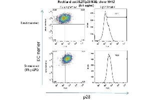 Mouse peritoneal macrophages were grown in culture for 24 hours, stimulated with 10ng/mL IFN? (IL-27 抗体)