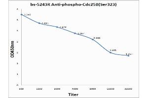 Antigen: 0. (CDC25B 抗体  (pSer323))
