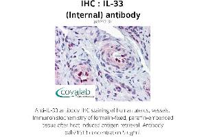Image no. 1 for anti-Interleukin 33 (IL33) (Internal Region) antibody (ABIN1735886) (IL-33 抗体  (Internal Region))