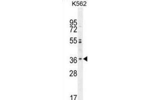 Western Blotting (WB) image for anti-Olfactory Receptor, Family 2, Subfamily M, Member 3 (OR2M3) antibody (ABIN2995886) (OR2M3 抗体)