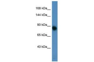 Western Blotting (WB) image for anti-Glutamate Receptor, Metabotropic 3 (GRM3) (N-Term) antibody (ABIN2788132) (Metabotropic Glutamate Receptor 3 抗体  (N-Term))