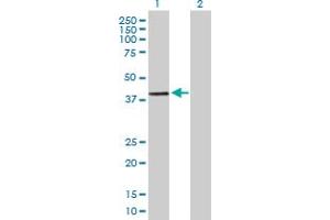 Western Blot analysis of DPPA2 expression in transfected 293T cell line by DPPA2 MaxPab polyclonal antibody. (DPPA2 抗体  (AA 1-298))