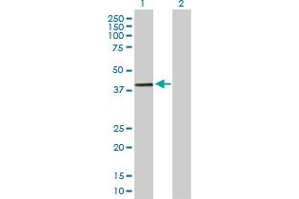 DPPA2 antibody  (AA 1-298)