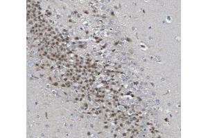 IHC analysis of Rad9b using anti-Rad9b antibody (ABIN7599360). (RAD9B 抗体  (AA 1-403))