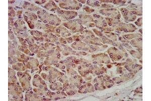 IHC image of ABIN7162352 diluted at 1:600 and staining in paraffin-embedded human pancreatic tissue performed on a Leica BondTM system. (OCC-1 抗体  (AA 1-63))