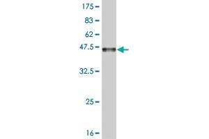 Western Blot detection against Immunogen (36.