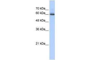 Western Blotting (WB) image for anti-Sema Domain, Immunoglobulin Domain (Ig), Transmembrane Domain (TM) and Short Cytoplasmic Domain, (Semaphorin) 4F (SEMA4F) antibody (ABIN2459020) (SEMA4F 抗体)