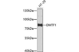 Western blot analysis of extracts of HT-29 cells using DMTF1 Polyclonal Antibody at dilution of 1:1000. (DMP1 抗体)