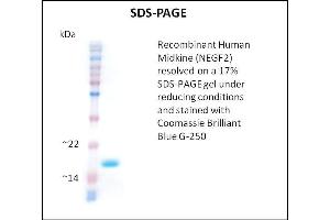 SDS-PAGE (SDS) image for Midkine (Neurite Growth-Promoting Factor 2) (MDK) (Active) protein (ABIN5509432) (Midkine 蛋白)