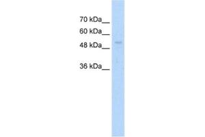 Western Blotting (WB) image for anti-Ariadne Homolog, Ubiquitin-Conjugating Enzyme E2 Binding Protein, 1 (ARIH1) antibody (ABIN2462659) (ARIH1 抗体)