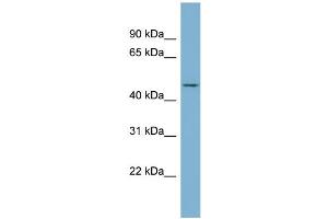 WB Suggested Anti-ENOSF1  Antibody Titration: 0. (ENOSF1 抗体  (N-Term))