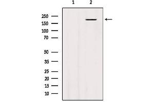 Western blot analysis of extracts from 293, using BAI3 Antibody. (BAI3 抗体  (Internal Region))