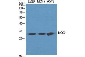 Western Blot (WB) analysis of specific cells using NQO1 Polyclonal Antibody. (NQO1 抗体  (C-Term))