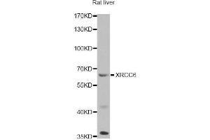 Western blot analysis of extracts of rat liver, using XRCC6 antibody (ABIN5971106) at 1/1000 dilution. (XRCC6 抗体)