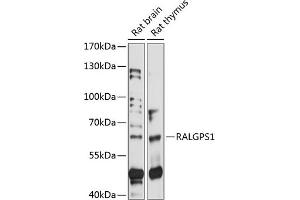 Western blot analysis of extracts of various cell lines, using R antibody (ABIN7269836) at 1:1000 dilution.