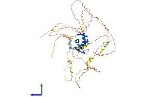 AlphaFold protein structure predicition of Mouse Recombinant Foxc2 Protein, UniprotID Q61850